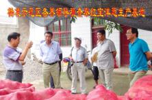 杨凌示范区领导视查秦红宝洋葱基地