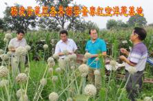 杨凌示范区领导视查秦红宝洋葱基地2