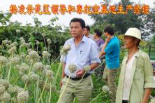杨凌示范区领导视查秦红宝洋葱基地3