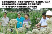 杨凌示范区领导视查秦红宝洋葱基地4