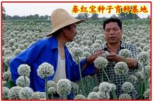 秦红宝洋葱种子育种基地